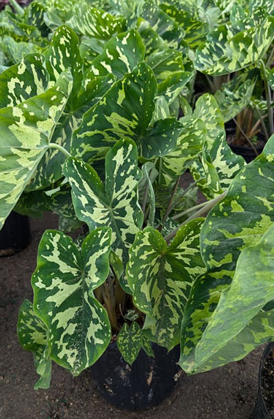 10" Alocasia Hilo Beauty